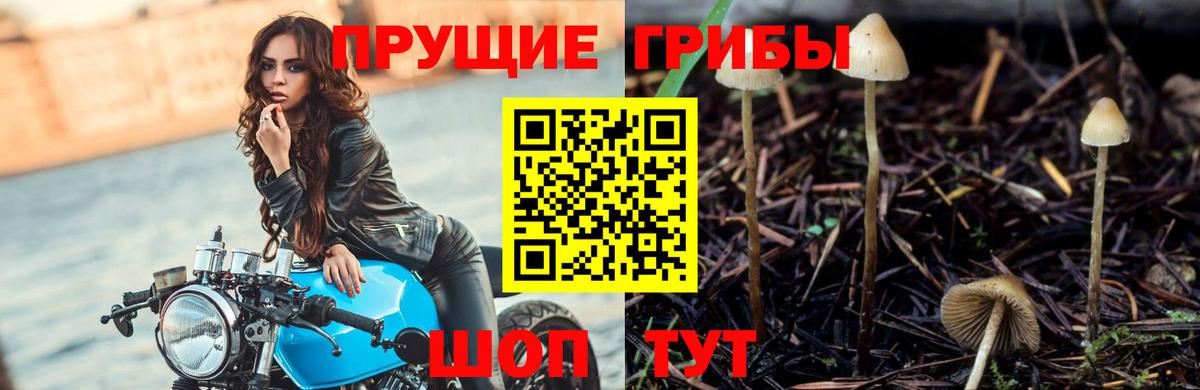 Галлюциногенные грибы GOLDEN TEACHER Керчь